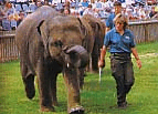 Woburn Elephant